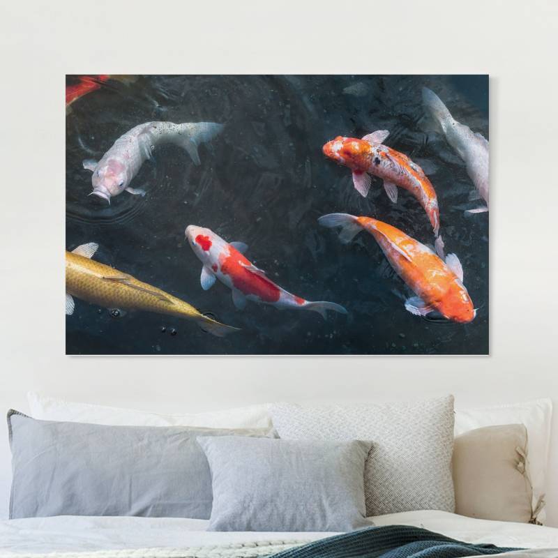 Leinwandbild Kois im Teich