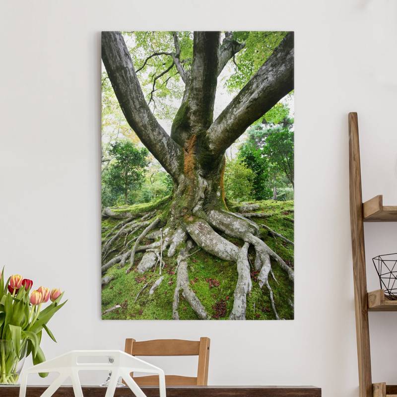 Leinwandbild - Hochformat Alter Baum