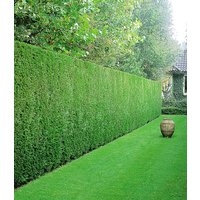 Leyland-Zypressen-Hecke