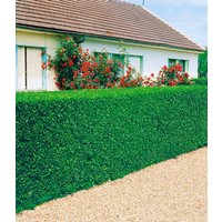 Liguster-Hecke