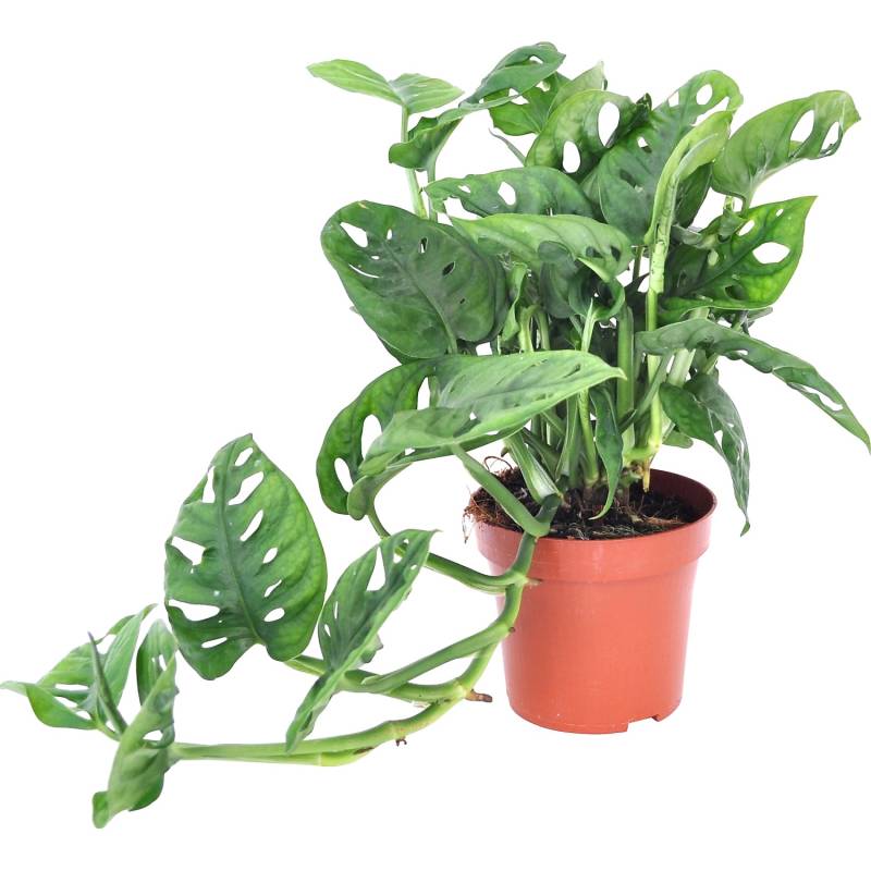 GROW by OBI Lochpflanze Leichtlinii Topf Ø ca. 12 cm Monstera Adansonii von GROW by OBI