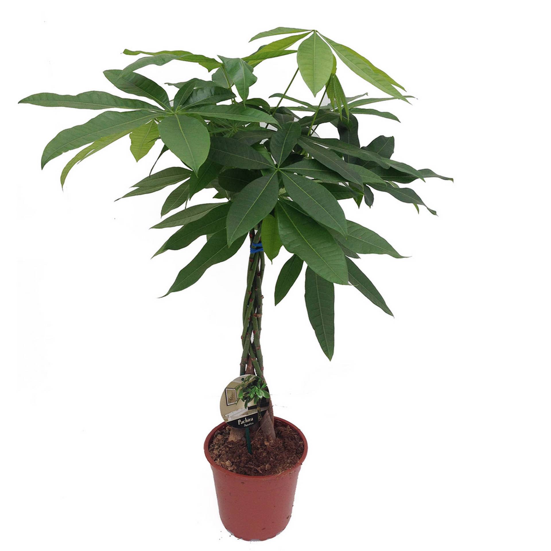 Glückskastanie 21 cm Topf
