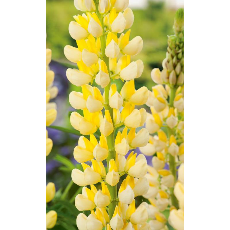 Lupine 'Gallerry', 9 cm Topf, 3er-Set