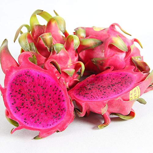 20 Samen Drachenfrucht Kaktus, rot, frisches Saatgut Pitahaya, Pitaya, Dragon Fruit, Selenicereus monacanthus, schnellwüchsige Kakteen, Obst, mehrjährig, essbares süßes Fruchtfleisch, exotische Samen von Grünerer Daumen