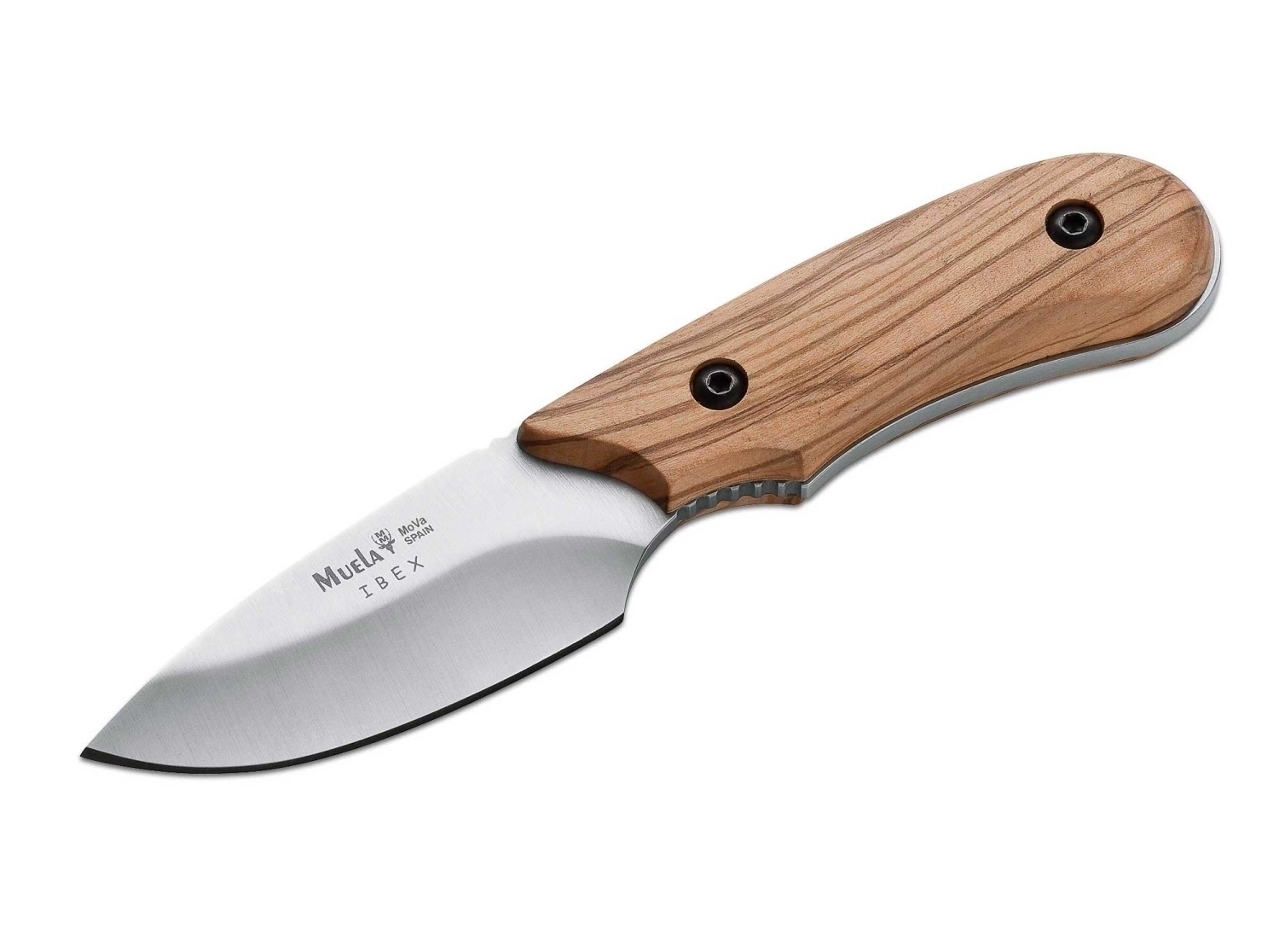 MUELA IBEX OLIVE Jagdmesser Olivenholz hochwertige Lederscheide MUELA IBEX OLIVE Jagdmesser Olivenholz hochwertige Lederscheide von Muela