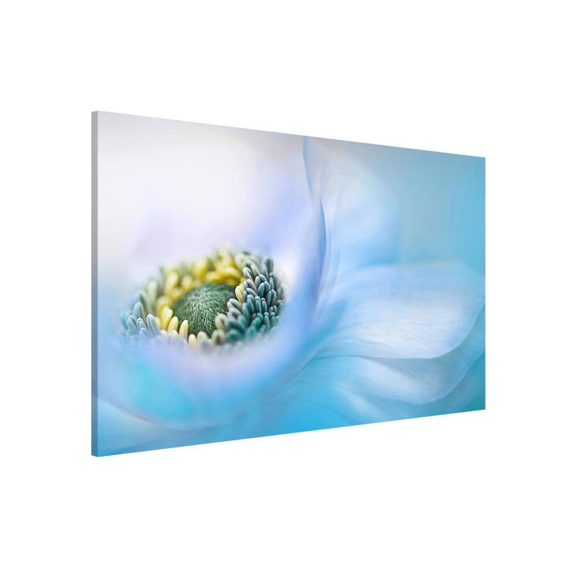 Magnettafel Anemone auf dem Fluss