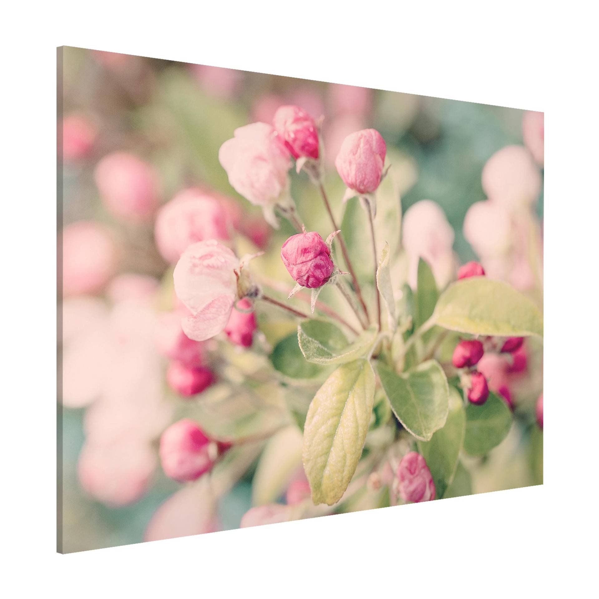 Magnettafel Apfelblüte Bokeh rosa