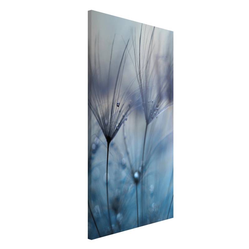 Magnettafel Blaue Federn im Regen