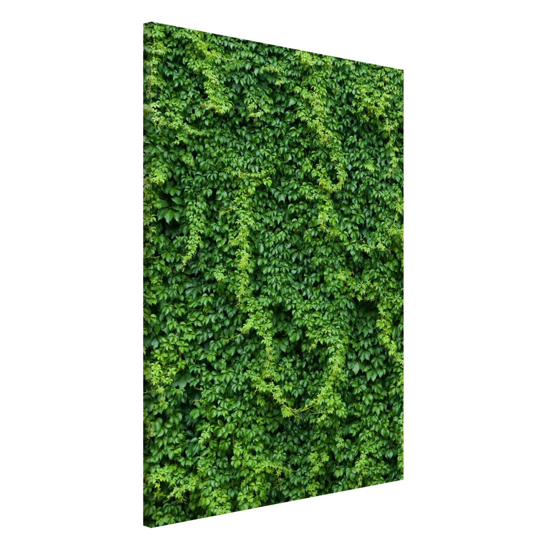 Magnettafel - Hochformat 2:3 Efeu