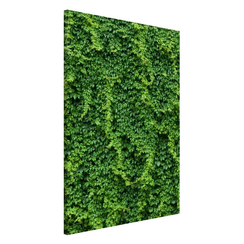 Magnettafel - Hochformat 2:3 Efeu