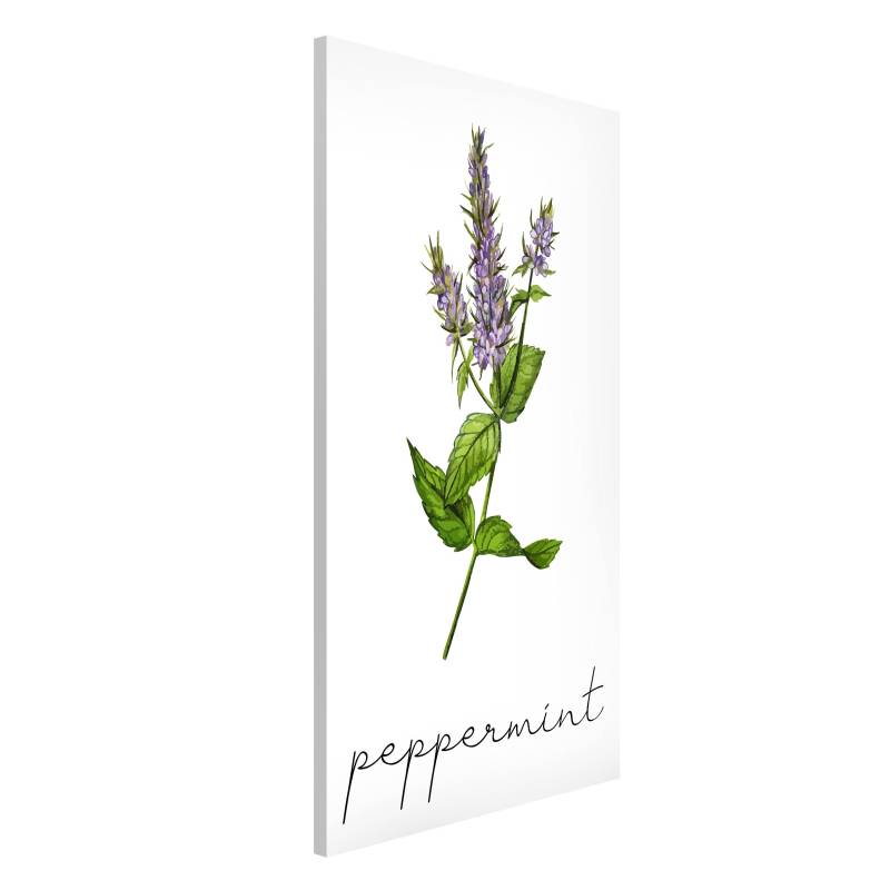 Magnettafel Kräuter Illustration Pfefferminze