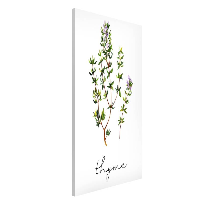 Magnettafel Kräuter Illustration Thymian