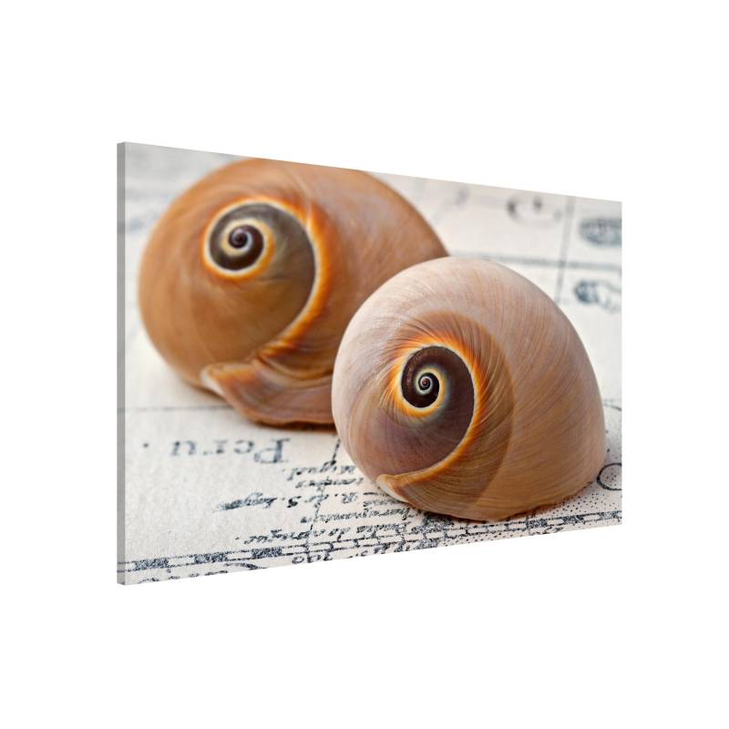 Magnettafel Muschelduo