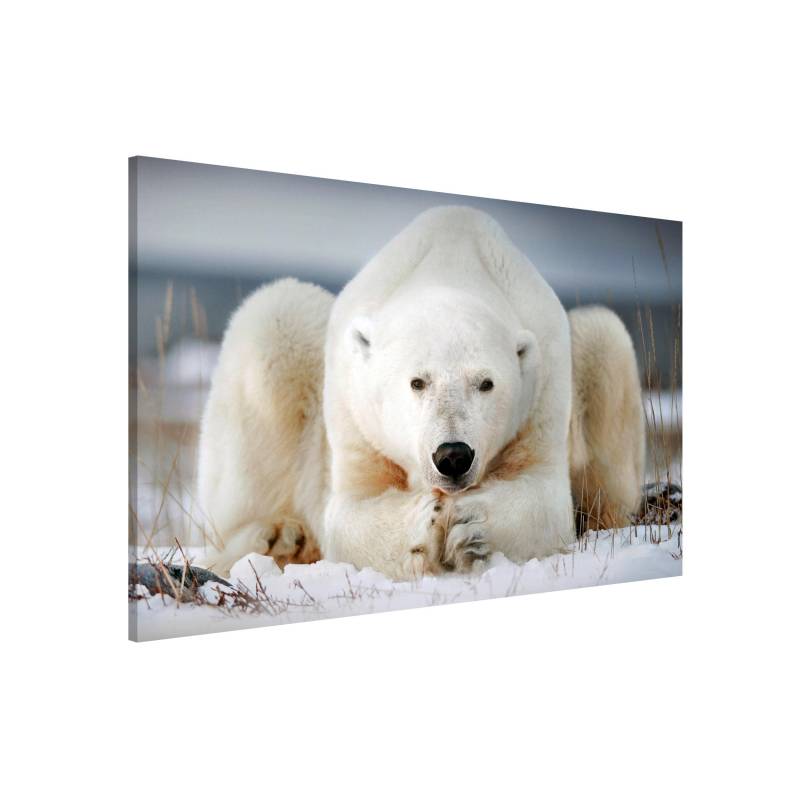 Magnettafel Nachdenklicher Eisbär