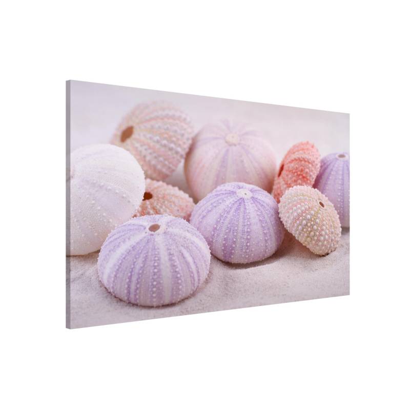 Magnettafel Seeigel in Pastell