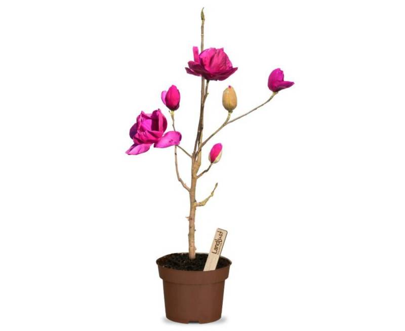 Magnolie