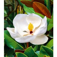 Magnolie 'Grandiflora'