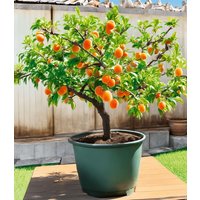 Mini-Aprikosenbaum 'Orange Beauty' im 5-Liter XXL-Topf