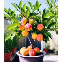 Mini-Pfirsichbaum 'Suncrest'