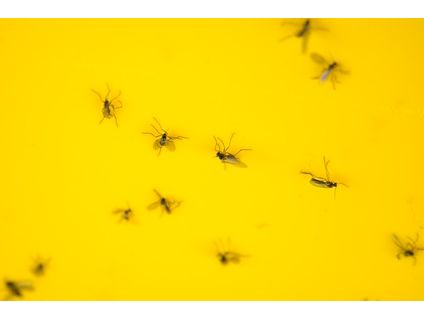 Nematoden gegen Trauermücken- und Thripslarven für 20 m2 (10 Mio. Stk.)