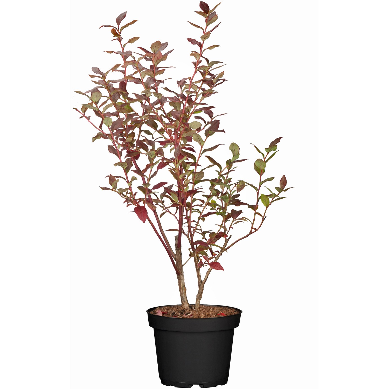 OBI Heidelbeere Elisabeth Höhe ca. 30 cm - 40 cm Topf ca. 3 l Vaccinium von -