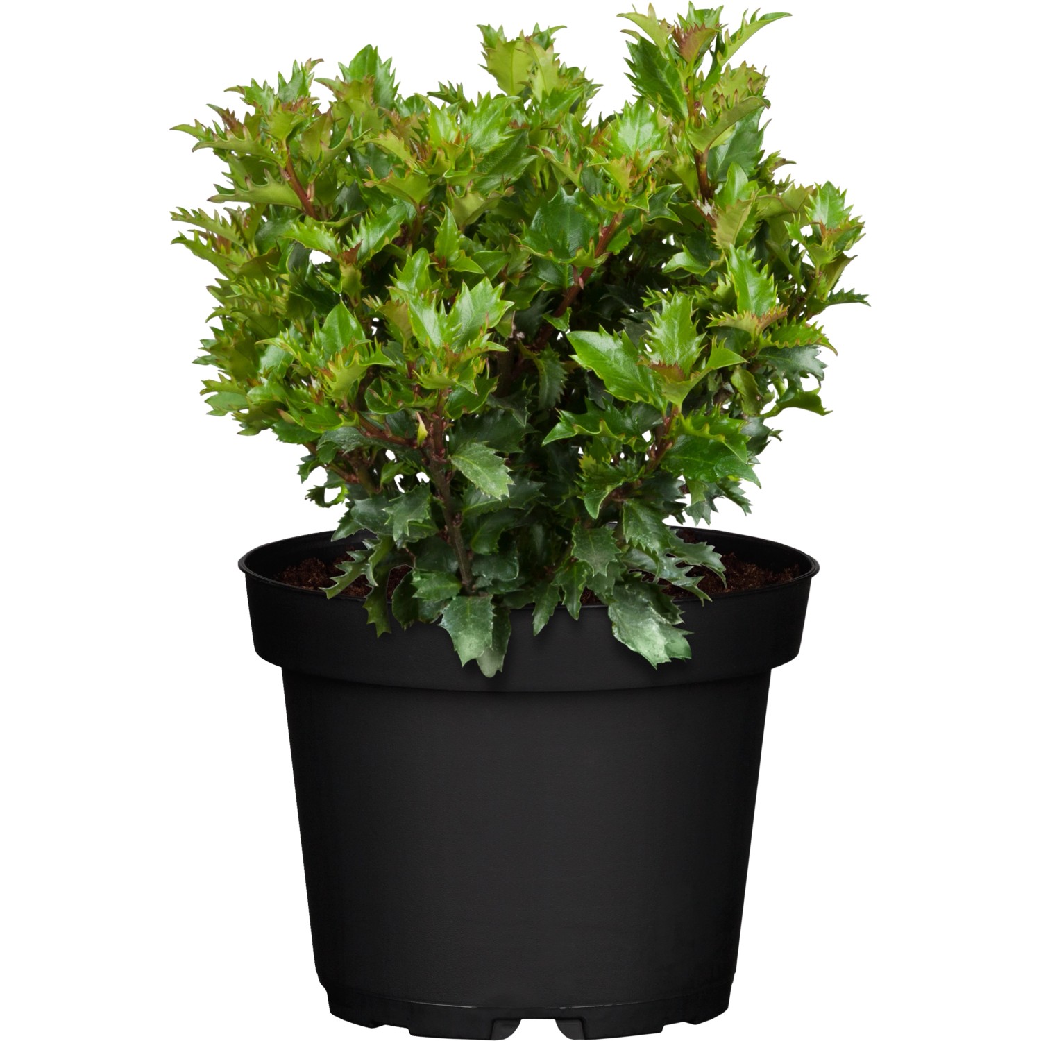 OBI Ilex Little Rascal Höhe ca. 20 - 30 cm Topf ca. 2 l Ilex meserveae von -