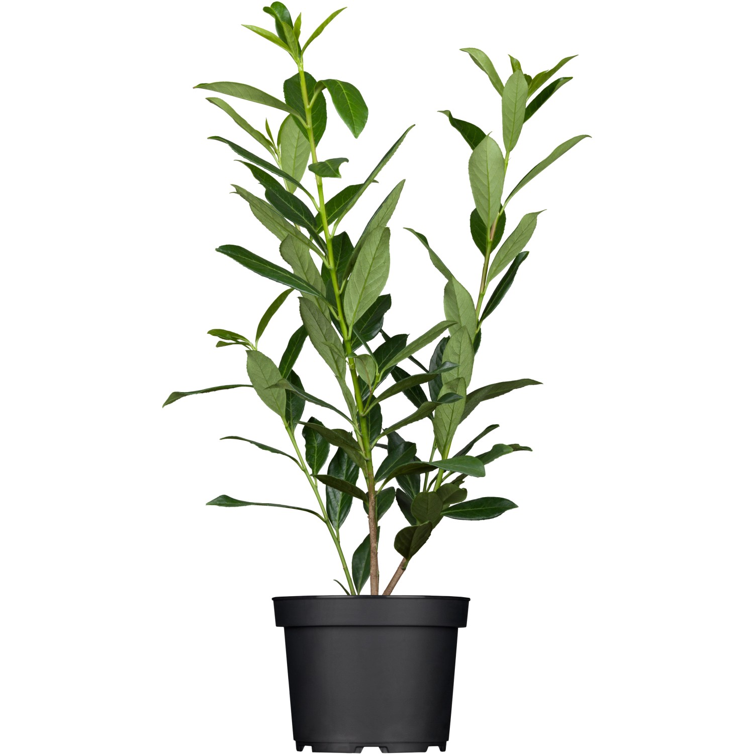 OBI Kirschlorbeer Caucasica Höhe ca. 80 - 100 cm Topf ca. 7,5 l  Prunus von -