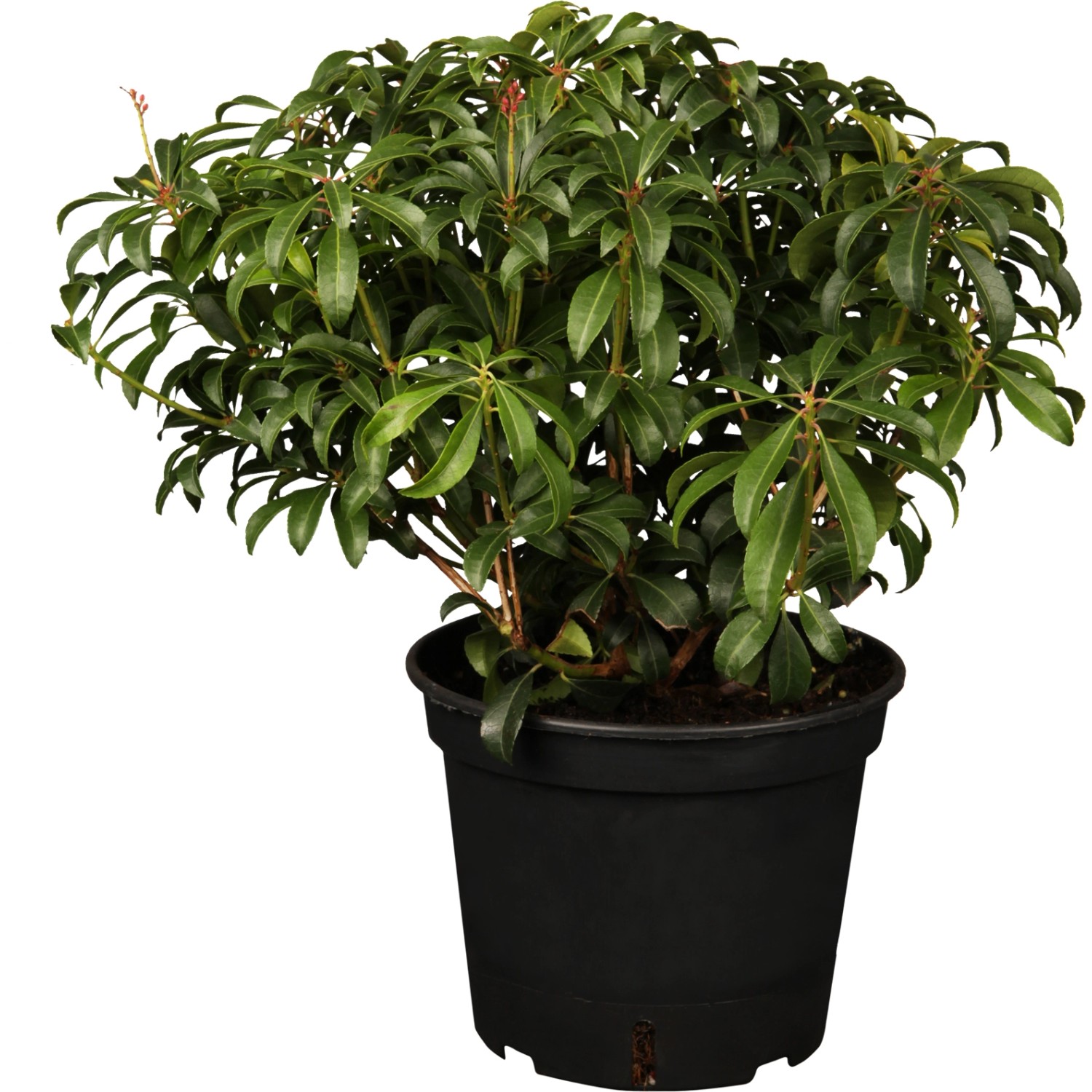 OBI Lavendelheide Bonfire Weiß Höhe ca. 20 - 25 cm Topf ca. 2 l Pieris von -