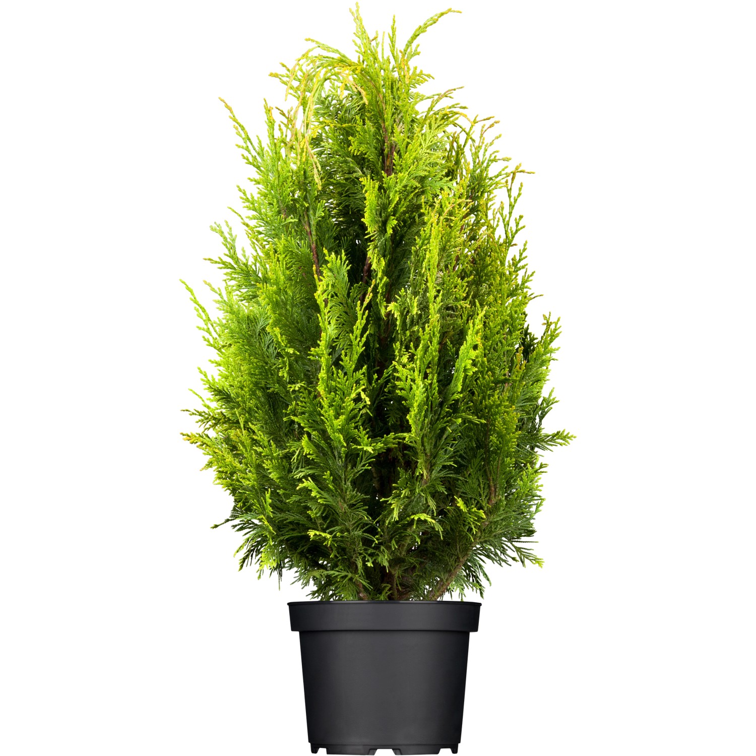 OBI Lebensbaum Smaragd Höhe ca. 20 - 30 cm Topf ca. 2 l Thuja von -