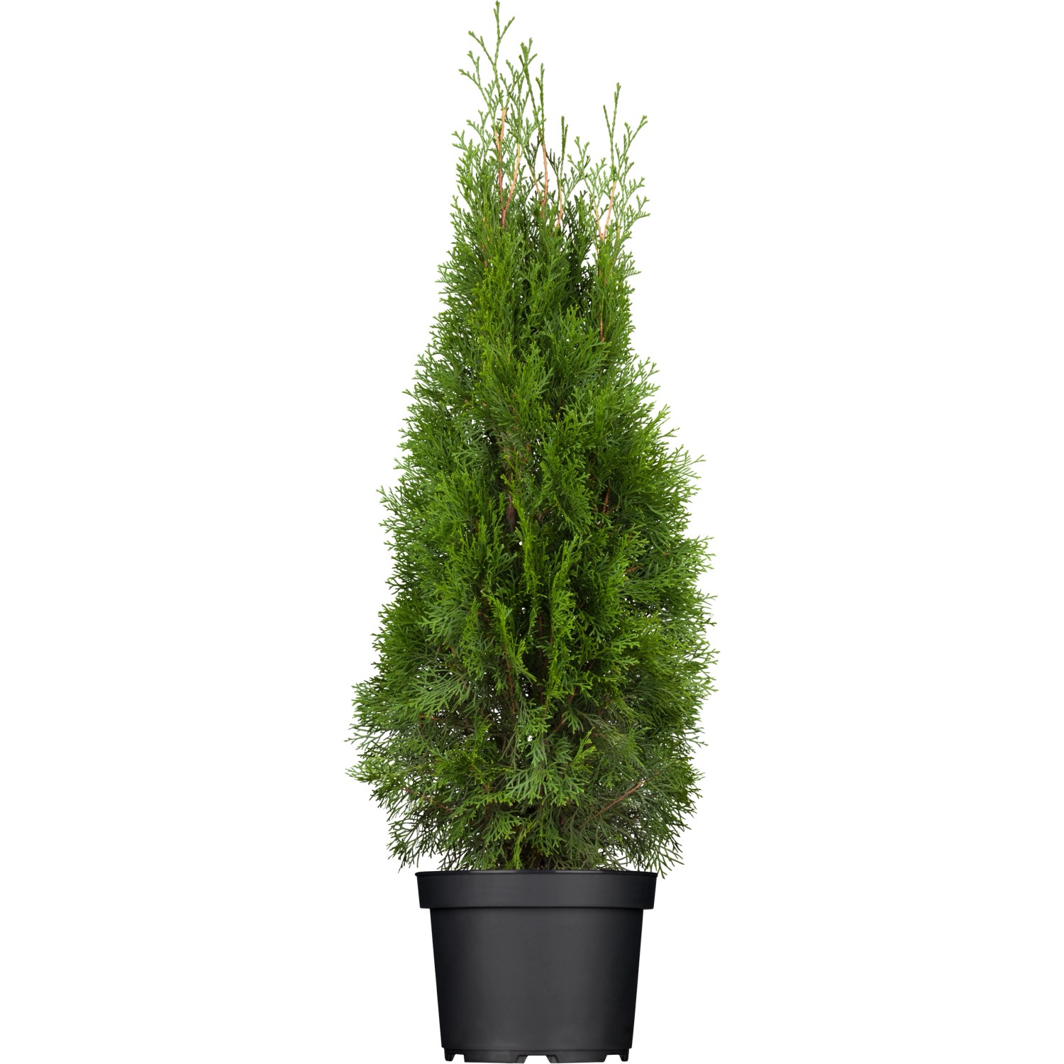 OBI Lebensbaum Smaragd Höhe ca. 60 - 80 cm Topf ca. 5 l  Thuja von -