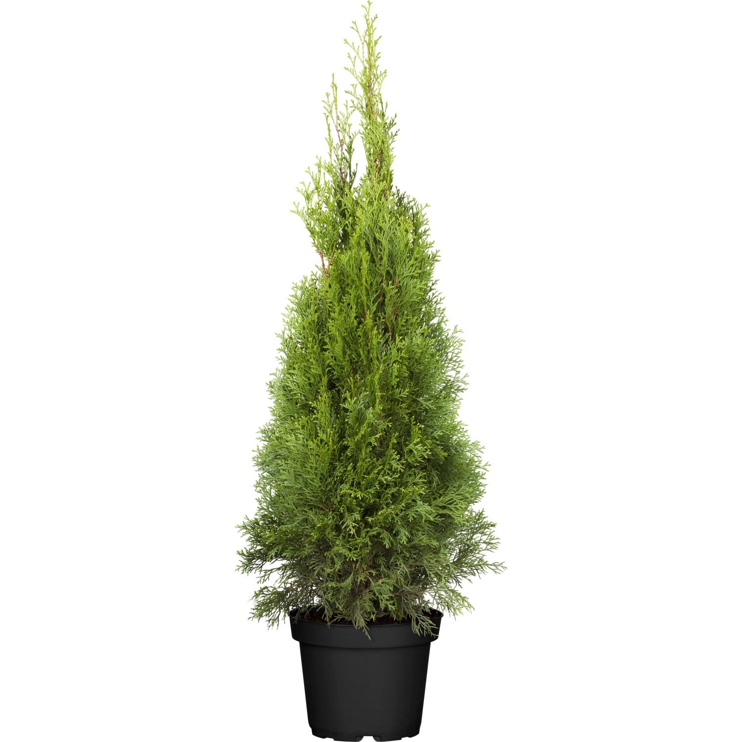 OBI Lebensbaum Smaragd Höhe ca. 80 - 100 cm Topf ca. 7,5 l Thuja von -