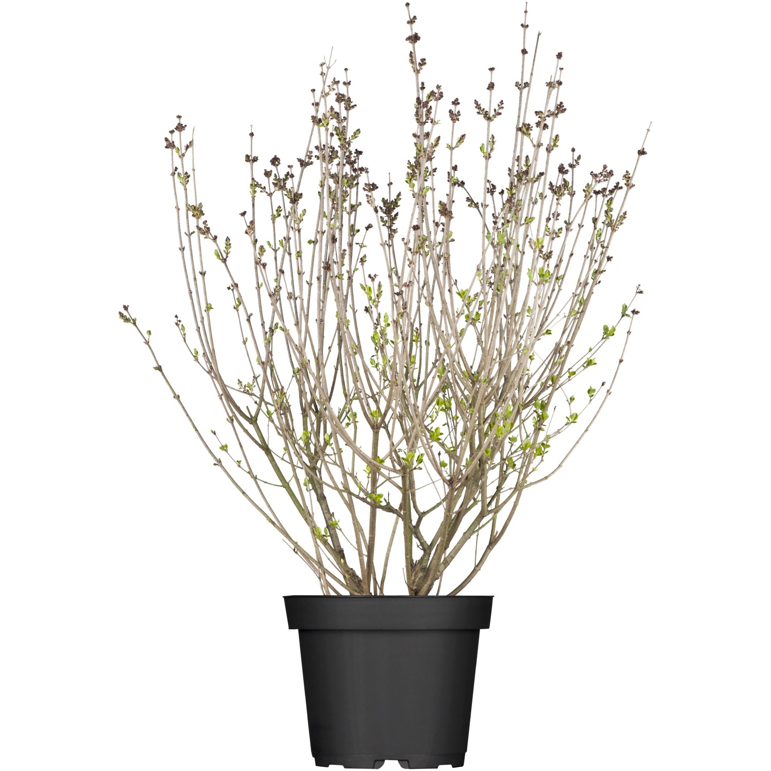 OBI Meyers Flieder Palibin Lila Höhe ca. 50 - 60 cm Topf ca. 3,5 l Syringa von -