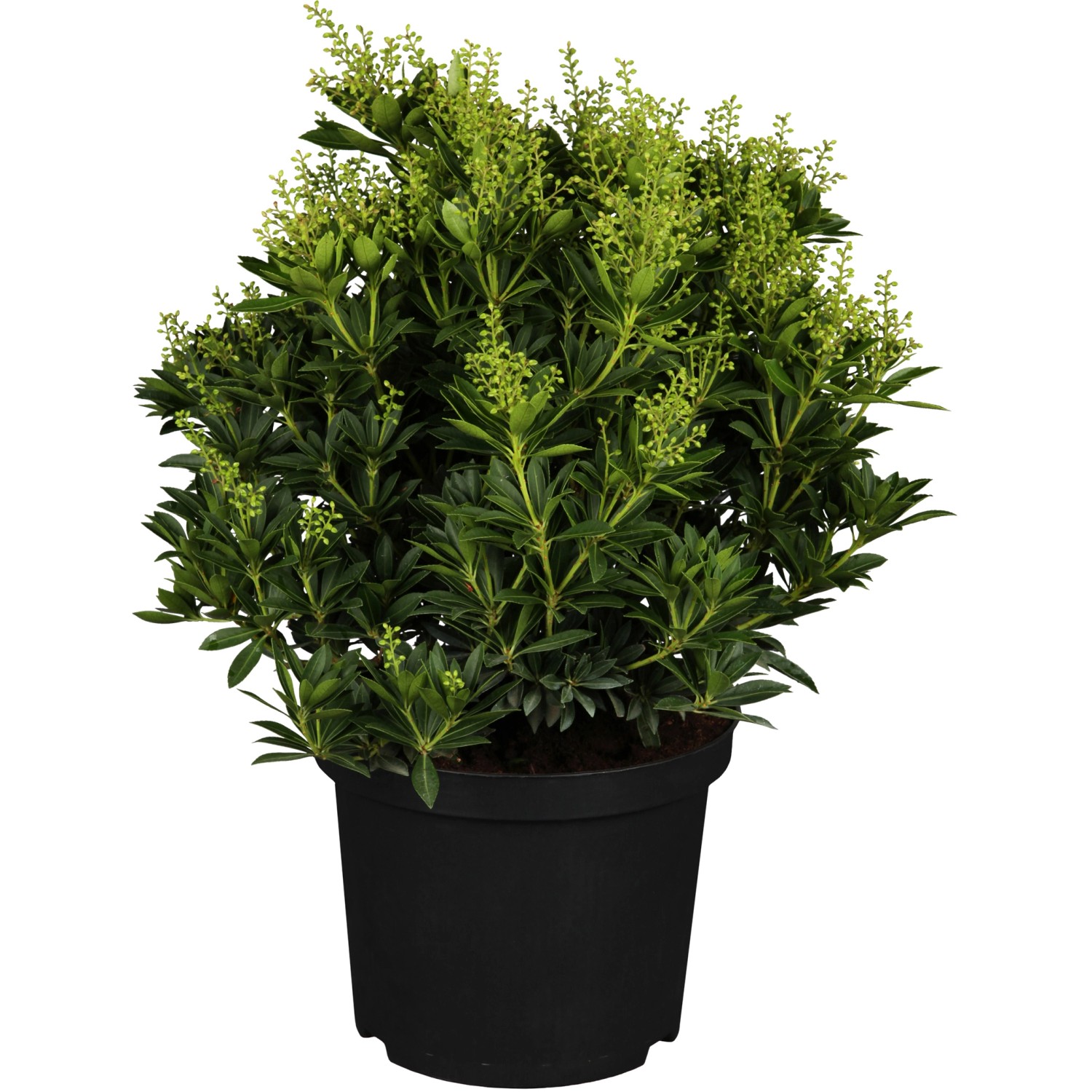 OBI Schattenglöckchen Cupido Weiß Höhe ca. 20 - 30 cm Topf ca. 2 l Pieris von -