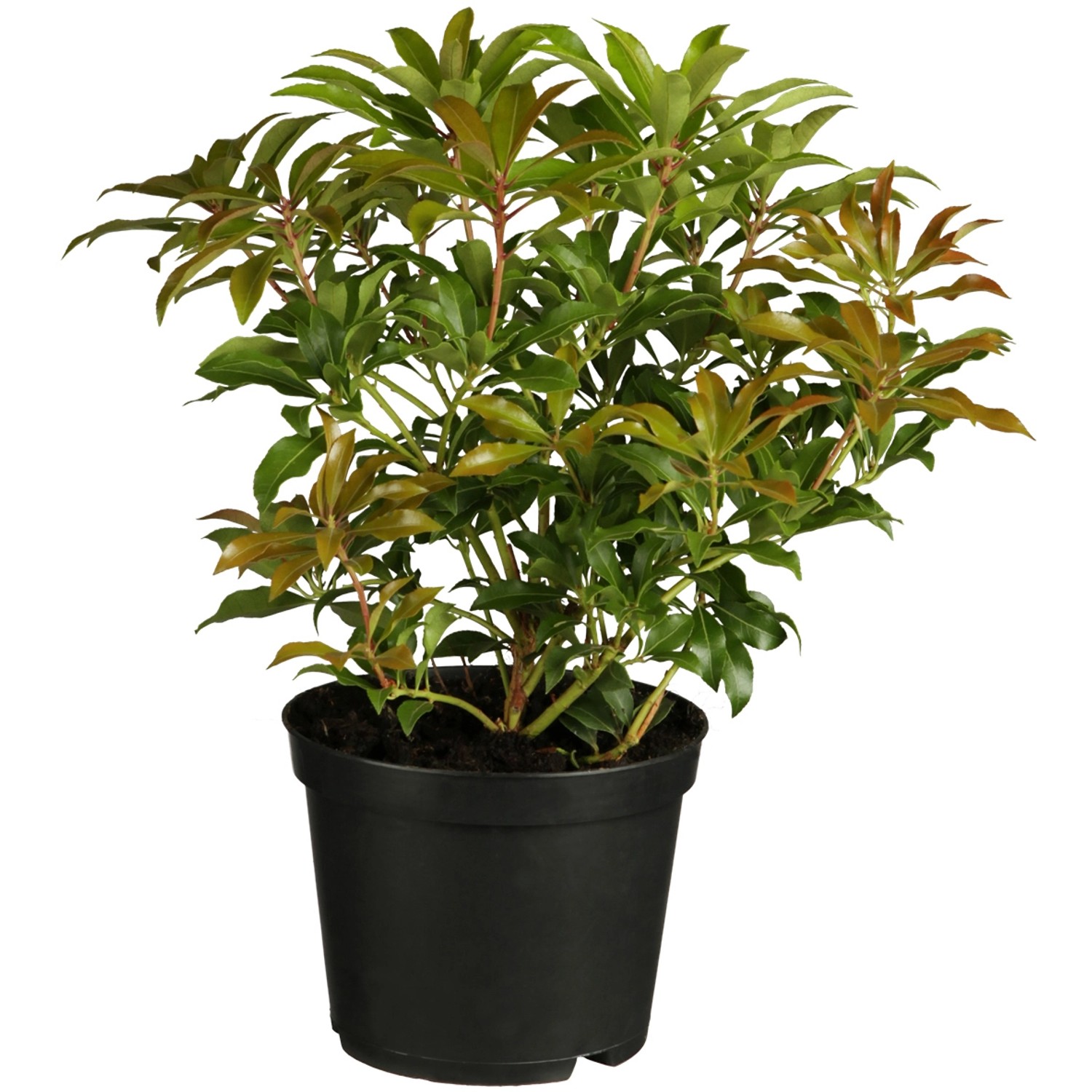 OBI Schattenglöckchen Forest Flame Weiß Höhe ca. 10-20 cm Topf ca. 2 l Pieris von -