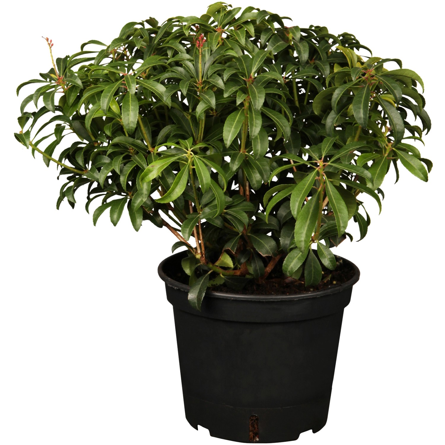 OBI Schattenglöckchen Variegata Weiß Höhe ca. 10 - 20 cm Topf ca. 2 l Pieris von -