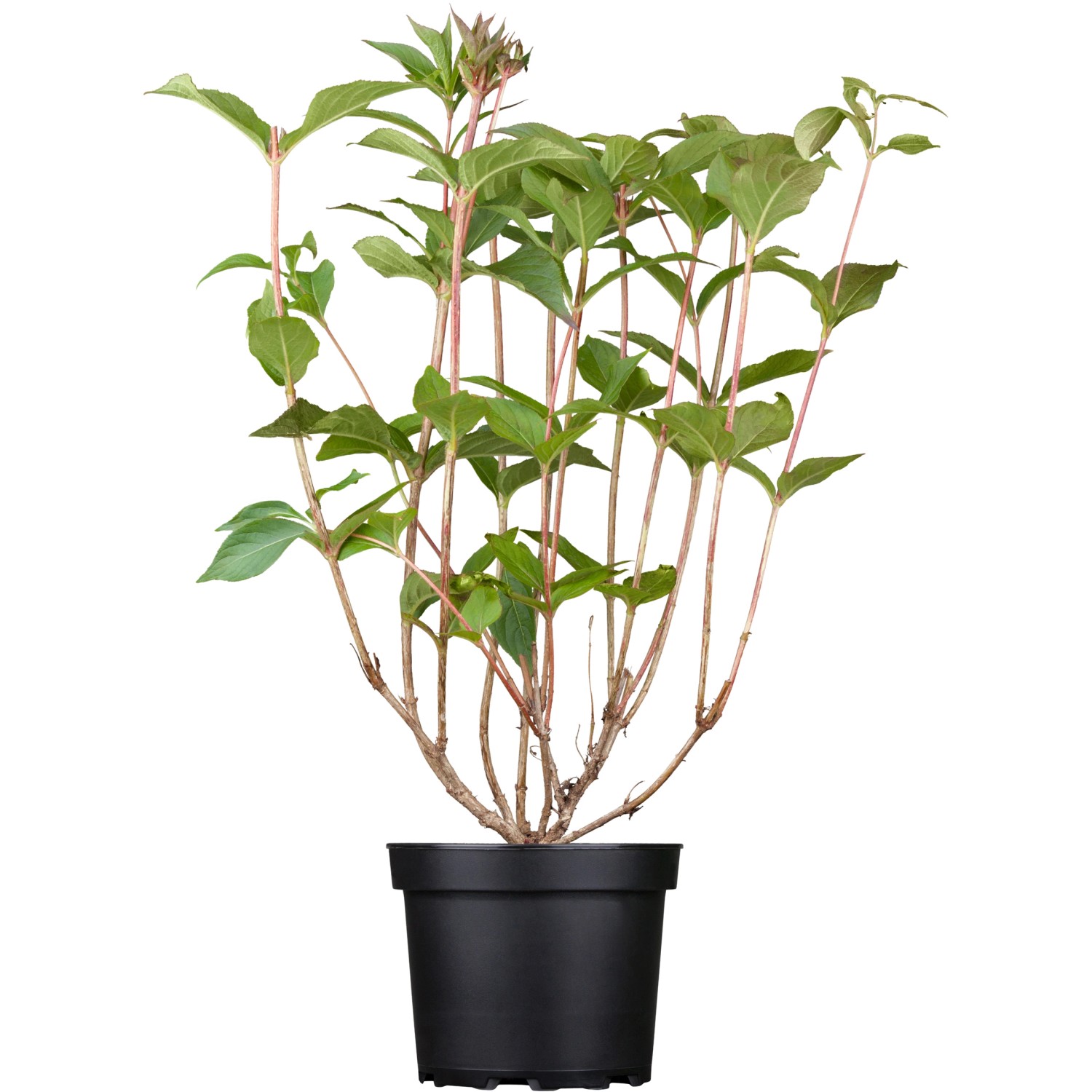 OBI Weigelie Bristol Ruby Rot Höhe ca. 50 - 60 cm Topf ca. 3,5 l Weigela von -