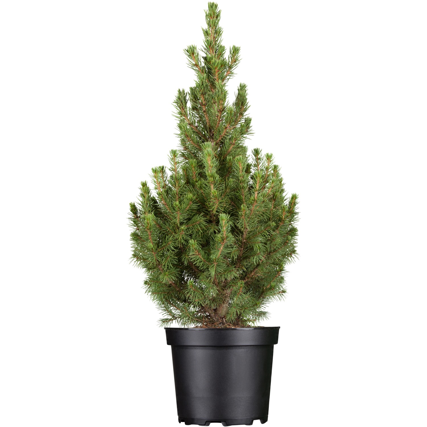 OBI Zuckerhutfichte Conica Höhe ca. 20 - 30 cm Topf ca. 2 l Picea von -