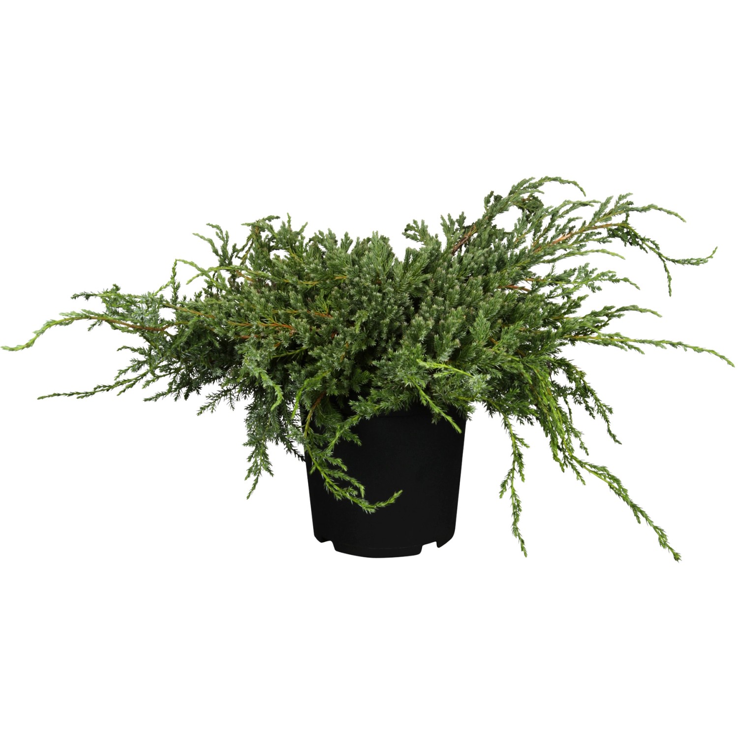 OBI Zwerg-Wacholder Blue Carpet Blau Höhe ca. 5 - 10 cm Topf ca. 2 l Juniperus von -