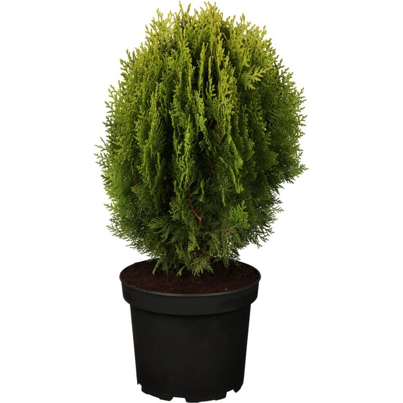 OBI Zwerglebensbaum Aurea Nana Gelb Höhe ca. 10 - 20 cm Topf ca. 2 l Thuja von -