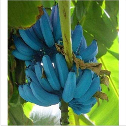 PLAT FIRM GERMINATIONSAMEN: BANANEN-Samen 200pcs BLUE Bananenbaumsamen Köstliche RARE Obst Musa Blau Java PLAT FIRM GERMINATIONSAMEN: BANANEN-Samen 200pcs BLUE Bananenbaumsamen Köstliche RARE Obst Musa Blau Java von PLAT FIRM