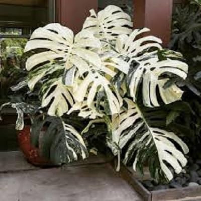 PLAT FIRM KEIM SEEDS: 50 PC/Beutel Monstera gefleckt Samen seltener Baum, Mischfarbe, frische Samen Landwirt von SVI