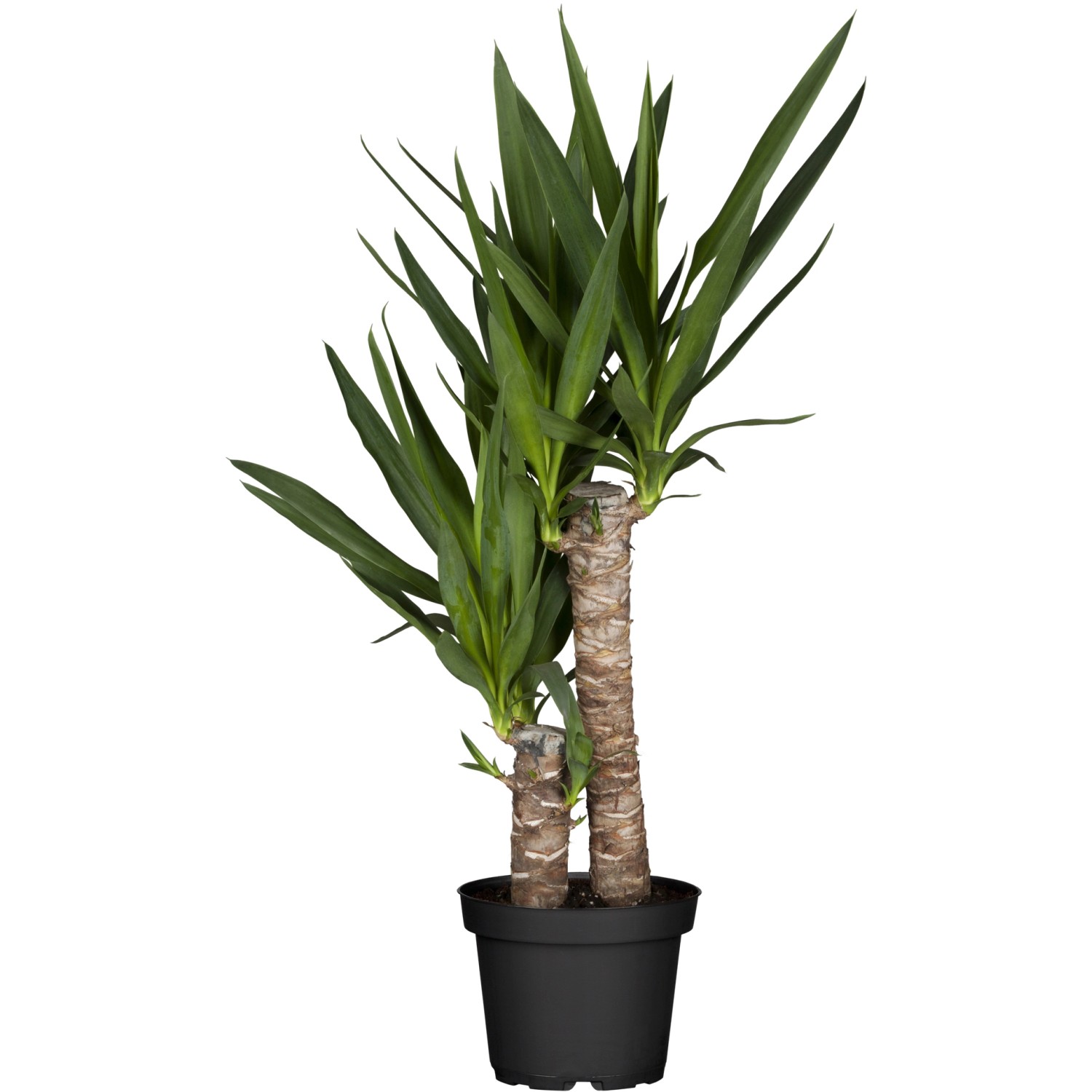 GROW by OBI Palmlilie 2er Stamm Topf Ø ca. 17 cm GROW by OBI Palmlilie 2er Stamm Topf Ø ca. 17 cm von GROW by OBI