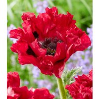 Papaver 'Red Rumble' Papaver 'Red Rumble'