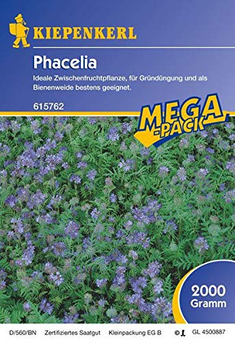 Phacelia, 2 kg, Phacelia tanacetifolia - 1 Foliensack/ 2 kg von Kiepenkerl