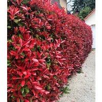 Photinia-Hecke 'Red Robin' 5 Pflanzen