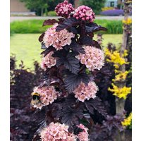Physocarpus Fasanenspiere 'Panther®' im 3-Liter XL Topf