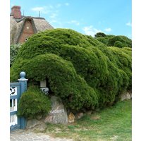 Pinien-Hecke