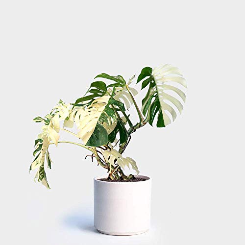 Portal Cool 100Pcs WeiÃŸ Monstera Samen Palm Turtle Topfpflanze Bonsai-Baum-Dekor-Hausgarten von FASH LADY