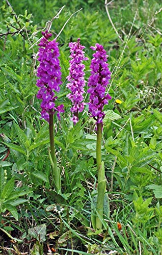 Portal Cool 50 Orchis Mascula Samen, Früh Purple Orchid Seeds von SVI