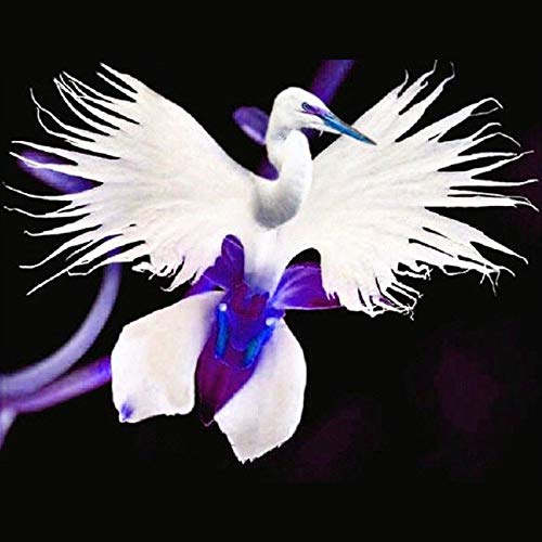 Portal Cool 50 Stücke Japanische Radiata WeiÃŸe Taube Reiher Orchidee Samen Schöne Vogelform Blume von Astonish